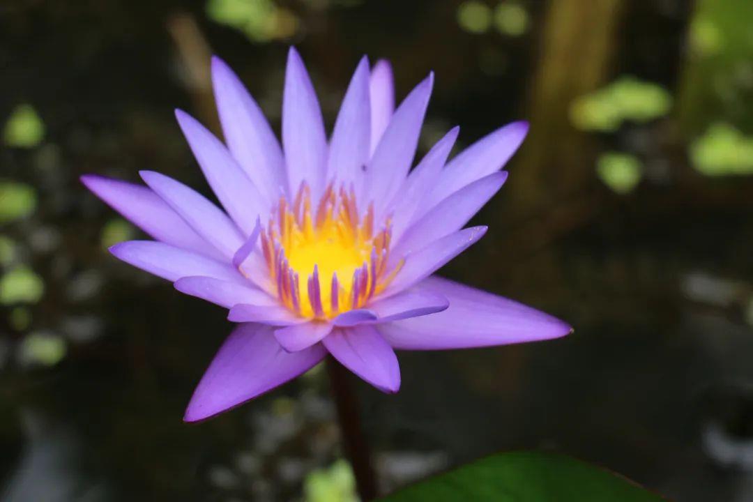 DƬ